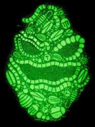 Hot Topic - The Nightmare Before Christmas Character Patches Mystery Collection - Glow in the Dark Oogie Boogie Bugs Face - DLIC