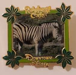 Zebra Photograph